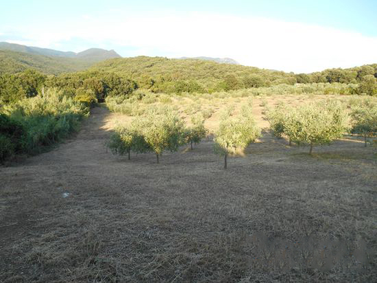 Foto Mancante
