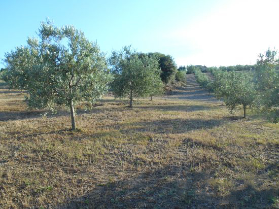 Foto Mancante