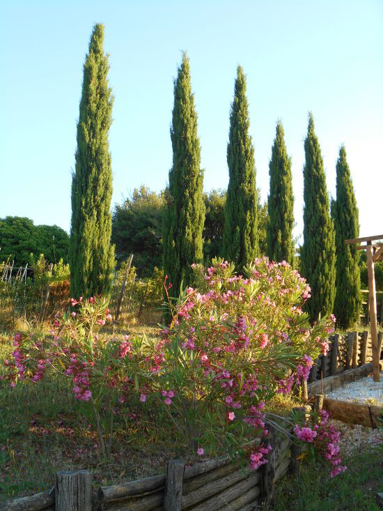 Foto Mancante