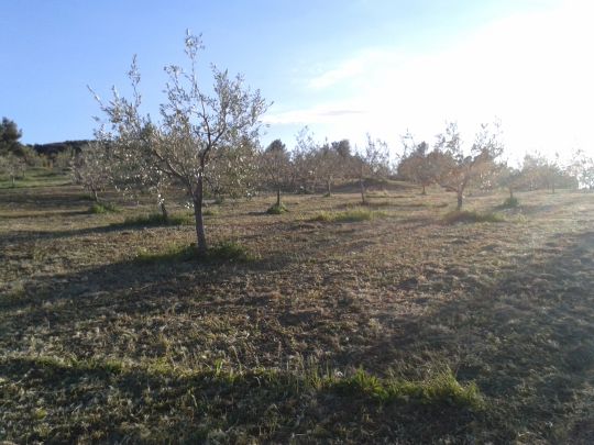Foto Mancante