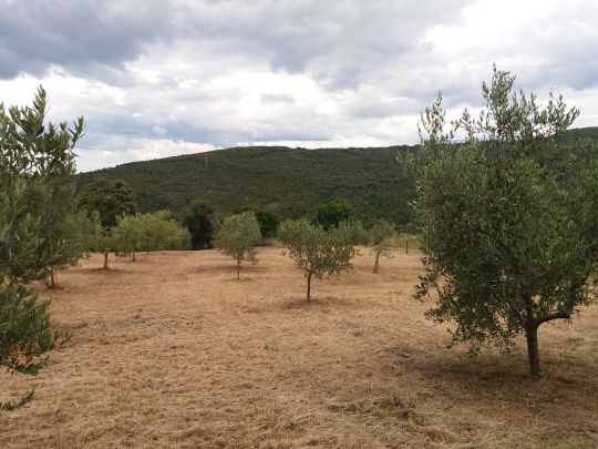 Foto Mancante